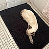 cat, kitten, cream_colored, siamese, animal, pet, bathroom, bathtub, bath_mat, tile_floor, black_mat, lying_down, stretching, relaxed, sleeping, paw, whiskers, indoor, home, funny