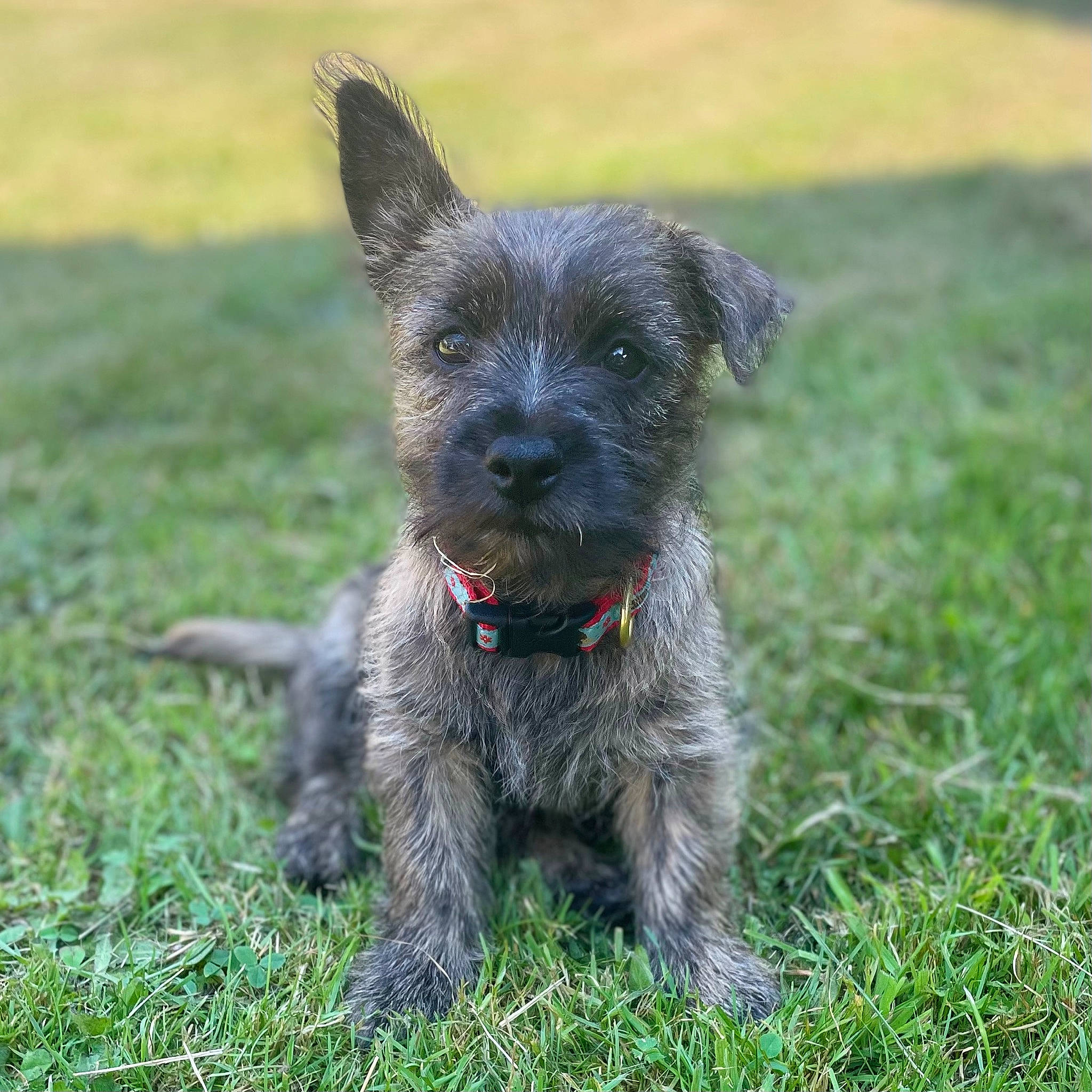 Gracie is registered to the contest to win money with this photo: canidae, carnivore, collar, companion_dog, dog, dog_breed, dog_collar, golden_retriever, grass, groundcover, small_terrier, snout, sporting_group, terrestrial_animal, terrier, toy_dog, working_animal