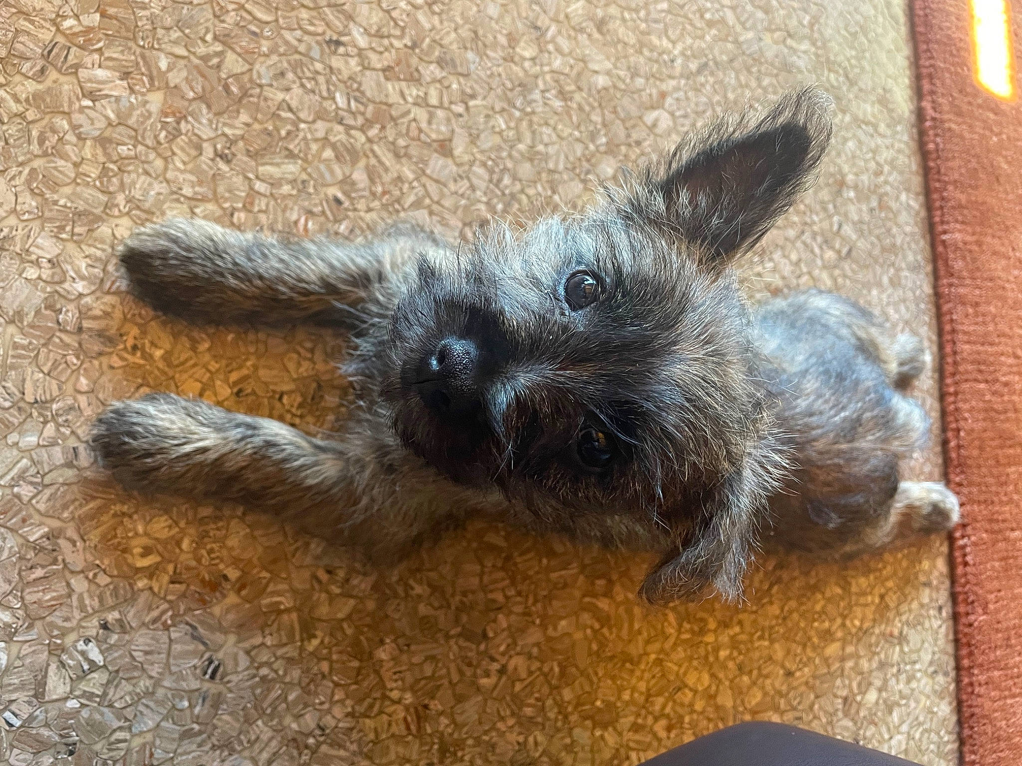 Gracie is registered to the contest to win money with this photo: arthropod, canidae, carnivore, claw, dog_breed, domestic_short_haired_cat, fawn, felidae, fur, insect, paw, rabbits_and_hares, snout, soil, sporting_group, tail, tarantula, terrestrial_animal, whiskers, wildlife