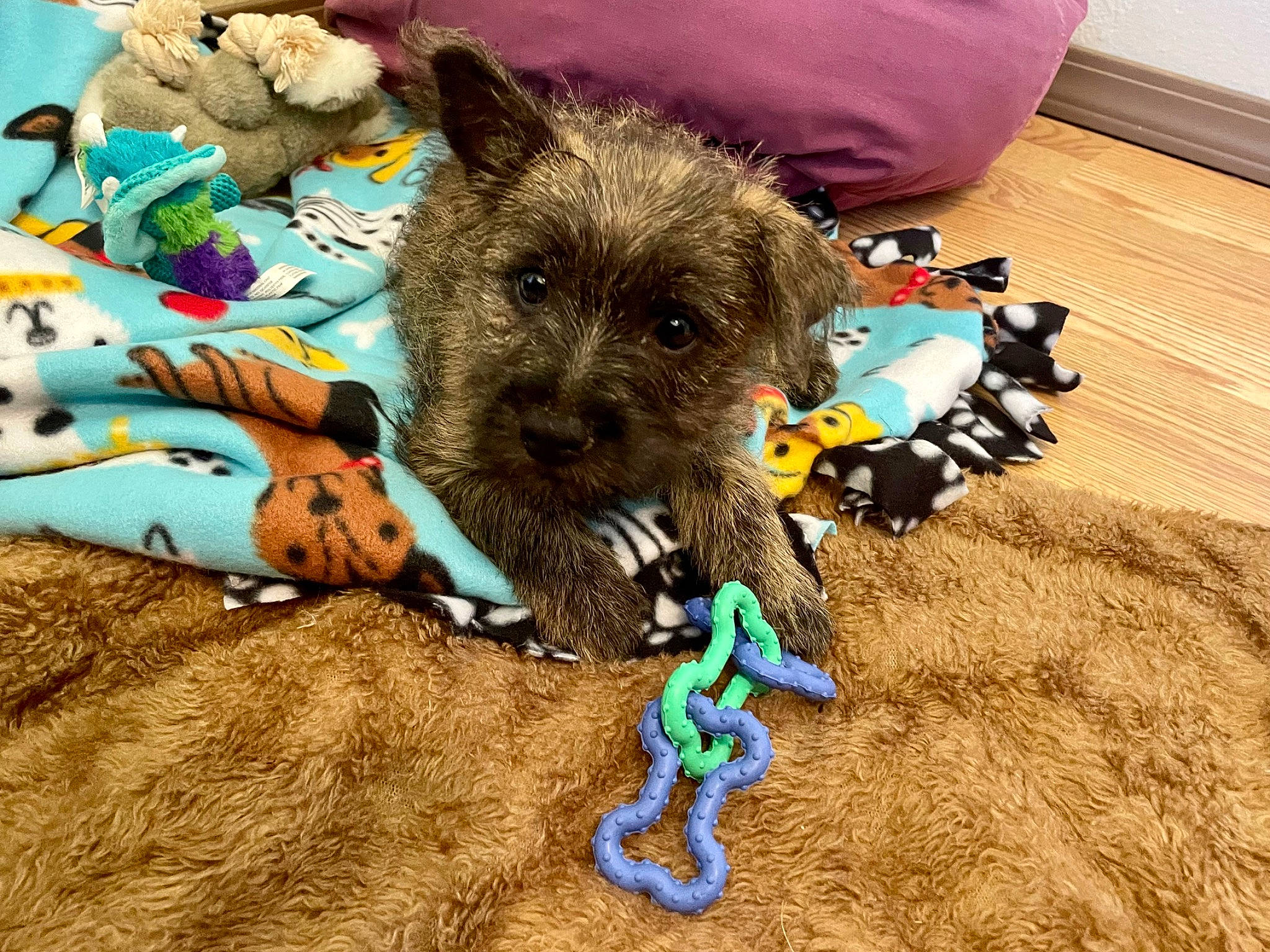 Gracie joined the competition — help win amazing prizes! canidae, carnivore, collar, companion_dog, dog, dog_breed, dog_clothes, dog_supply, electric_blue, fashion_accessory, fawn, fur, paw, small_terrier, snout, soil, sporting_group, terrier, toy_dog, working_animal