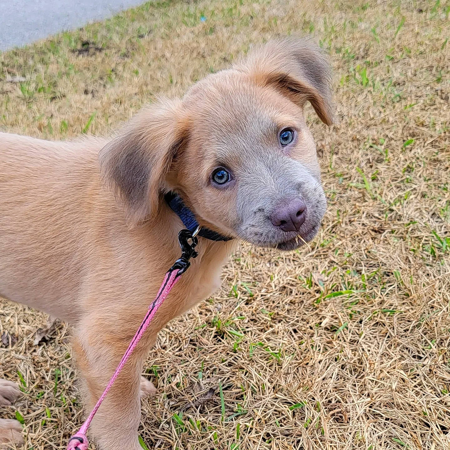 Frodo is registered to the contest to win money with this photo: canidae, carnivore, collar, companion_dog, dog, dog_breed, dog_collar, fawn, grass, gun_dog, liver, pet_supply, snout, sporting_group, terrestrial_animal, whiskers, wildlife, working_animal