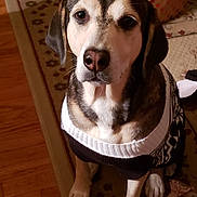Norman joined the competition — help win amazing prizes! dog, sweater, indoor, pet, canine, brown, white, patterned_rug, wood_floor, toy, paper_bag, waiting, cute, animal, companion, ears, snout, paws, looking_up, cozy