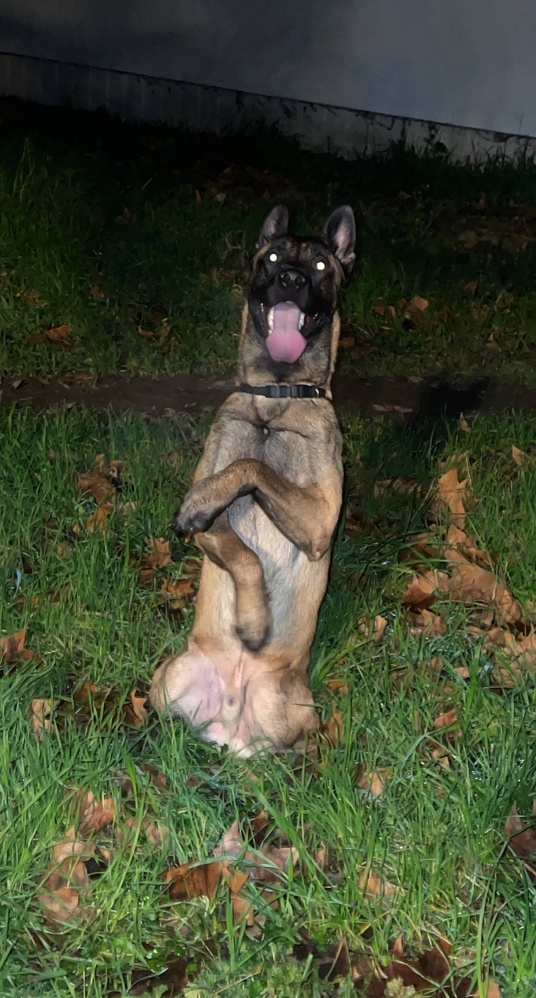 Rambo a rejoint le concours — aidez-le/la à gagner de superbes lots ! art, canidae, companion_dog, dog_breed, fawn, felidae, fur, grass, hare, marsupial, rabbit, rabbits_and_hares, sculpture, small_to_medium_sized_cats, snout, sporting_group, tail, terrestrial_animal, toy, whiskers