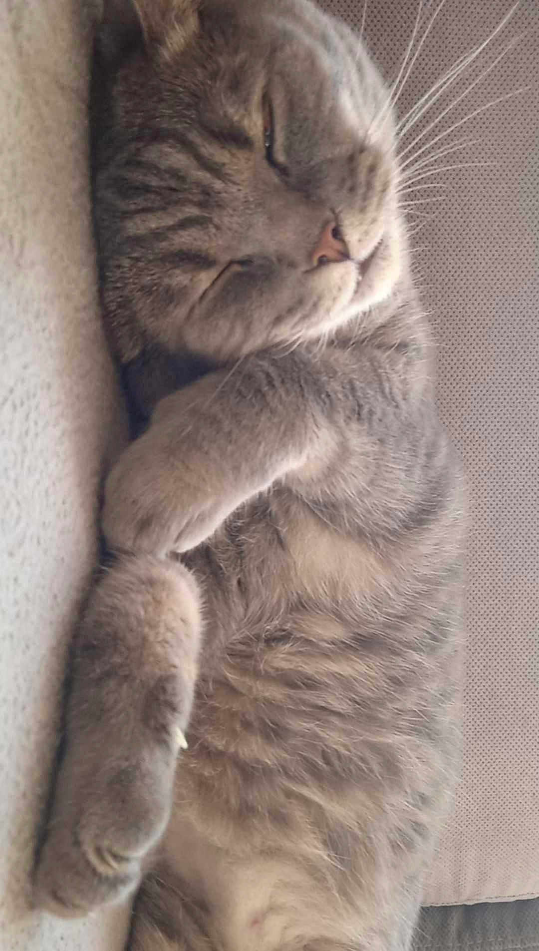 Minou participe au concours pour gagner de l'argent avec cette photo : cat, sleeping, tabby, grey, whiskers, fur, close_up, nap, relaxation, cozy, pet, animal, cute, domestic, feline, resting, soft, indoor, comfort, peaceful