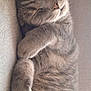 Minou participe au concours pour gagner de l'argent avec cette photo : cat, sleeping, tabby, grey, whiskers, fur, close_up, nap, relaxation, cozy, pet, animal, cute, domestic, feline, resting, soft, indoor, comfort, peaceful