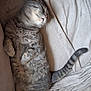 Minou participe au concours pour gagner de l'argent avec cette photo : cat, tabby, sleeping, cozy, relaxed, pet, feline, fur, whiskers, tail, blanket, couch, indoor, cute, resting, animal, soft, comfortable, domestic, nap