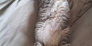 Minou participe au concours pour gagner de l'argent avec cette photo : cat, gray_cat, sleeping, fluffy, pet, indoor, blanket, couch, relaxed, cute, feline, fur, cozy, resting, paw, tail, whiskers, home, animal, comfort