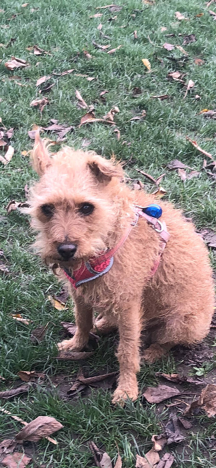 Jude is registered to the contest to win money with this photo: canidae, carnivore, companion_dog, dog, dog_breed, dog_supply, fawn, fur, grass, pet_supply, plant, small_terrier, snout, sporting_group, tail, terrestrial_animal, terrier, water_dog, working_animal, working_terrier