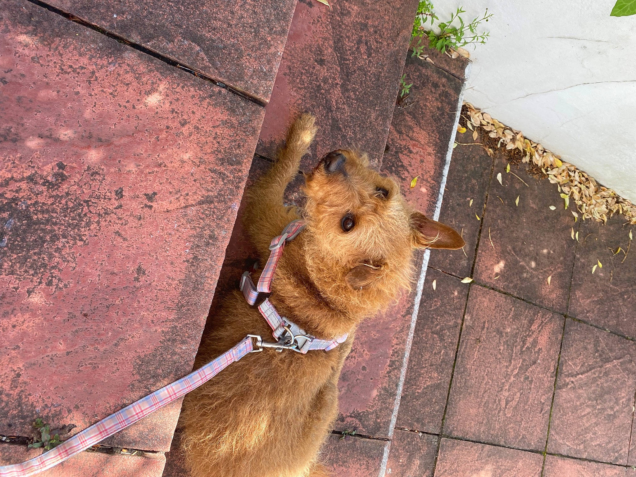 Jude is registered to the contest to win money with this photo: brick, brickwork, canidae, carnivore, collar, companion_dog, concrete, dog, dog_breed, fawn, flooring, leash, pet_supply, plant, road_surface, snout, sporting_group, terrestrial_animal, wood, working_animal