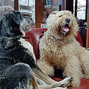 Balthus a rejoint le concours — aidez-le/la à gagner de superbes lots ! canine, couch, cozy, curly_hair, dog, domestic, framed_picture, furniture, indoor, leather, looking_away, pet, pet_collars, relaxed, room, seated, tongue_out, two_animals, window, wooden_wall