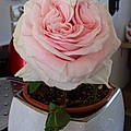 Lucie G.