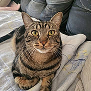 Pixel participe au concours pour gagner de l'argent avec cette photo : cat, tabby_cat, pet, feline, close_up, portrait, whiskers, yellow_eyes, couch, blanket, bedding, indoor, paw, fur, stripes, looking_up, domestic_animal, cozy, sitting, furniture