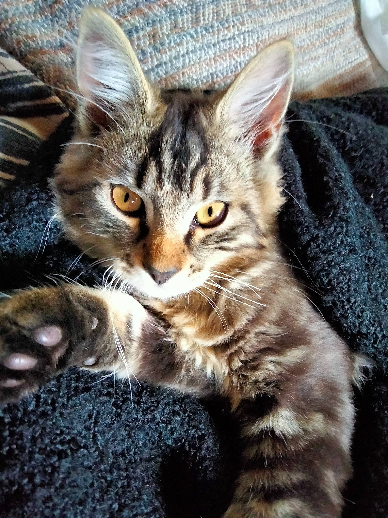 Gizmo a rejoint le concours — aidez-le/la à gagner de superbes lots ! carnivore, cat, claw, close_up, comfort, domestic_short_haired_cat, felidae, fur, gesture, paw, sitting, small_to_medium_sized_cats, snout, tail, terrestrial_animal, tree, whiskers, wildlife, window