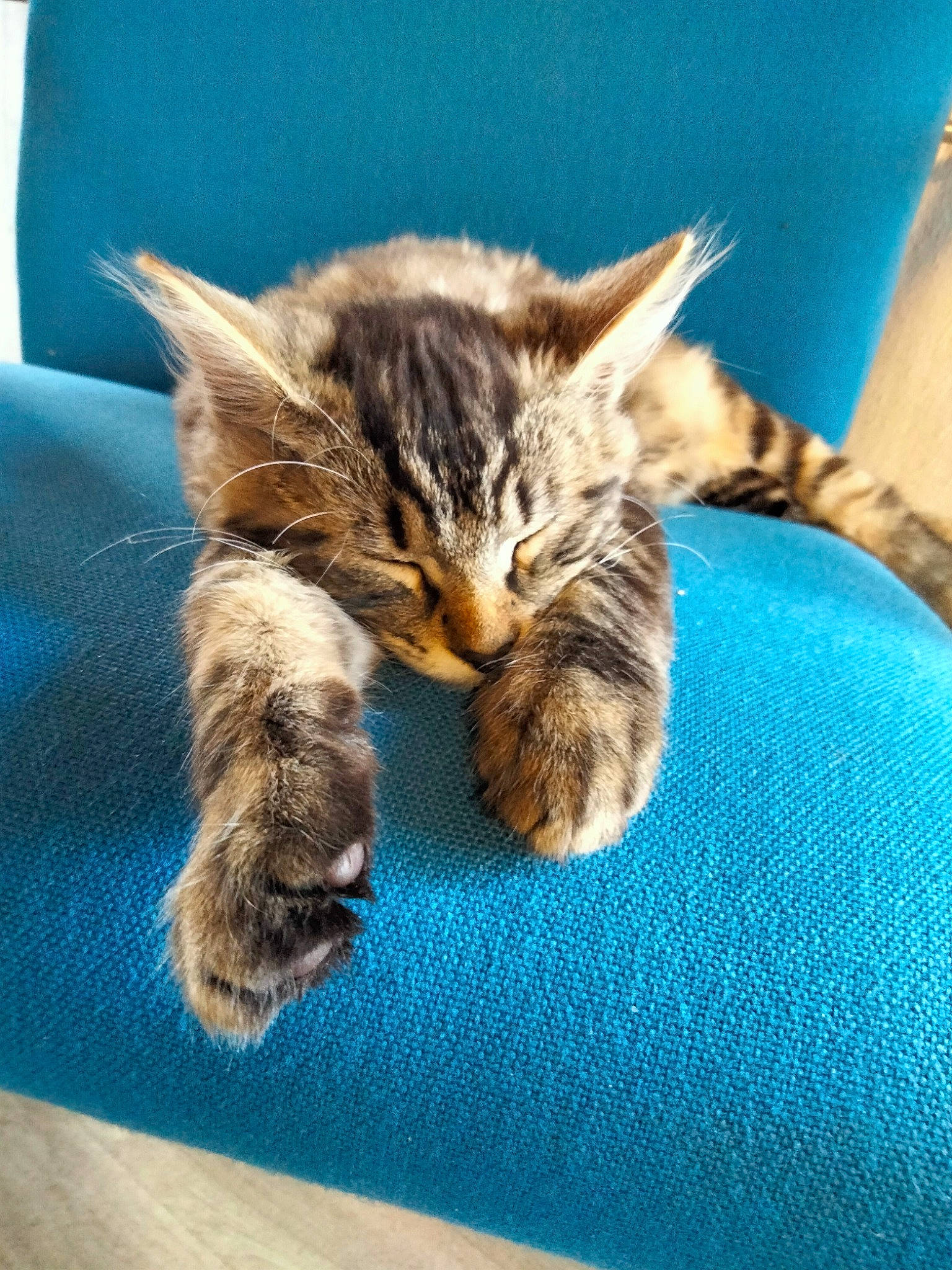 Gizmo participe au concours pour gagner de l'argent avec cette photo : carnivore, cat, claw, comfort, domestic_short_haired_cat, electric_blue, felidae, fur, nap, paw, small_to_medium_sized_cats, snout, tail, whiskers