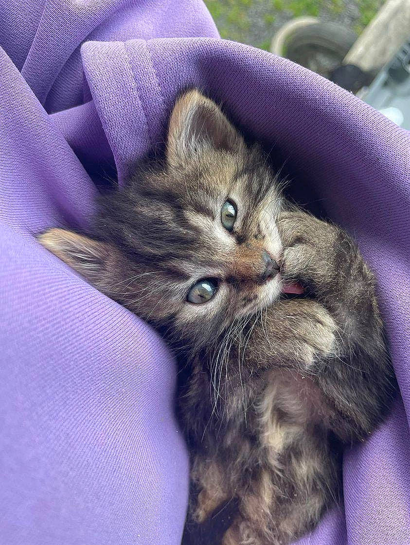 Gizmo a rejoint le concours — aidez-le/la à gagner de superbes lots ! carnivore, cat, claw, comfort, domestic_short_haired_cat, electric_blue, fawn, felidae, fur, gesture, nap, paw, plant, sky, small_to_medium_sized_cats, tail, textile, whiskers, wildlife