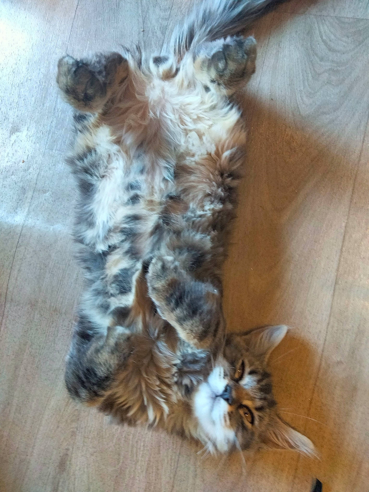 Gizmo a rejoint le concours — aidez-le/la à gagner de superbes lots ! canidae, carnivore, cat, claw, companion_dog, dog_breed, domestic_short_haired_cat, fawn, felidae, fur, hardwood, liver, paw, small_to_medium_sized_cats, snout, sporting_group, tail, whiskers, wood