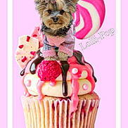 Lolli-pop is registered to the contest to win money with this photo: baking_cup, cake_decorating, cake_decorating_supply, cake_stand, carnivore, companion_dog, dog, dog_breed, dog_clothes, dog_supply, fawn, font, food, ingredient, party_hat, pet_supply, pink, recipe, sugar_cake, working_animal