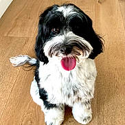 Finn is registered to the contest to win money with this photo: dog, black_and_white, fluffy, tongue_out, happy, playful, wooden_floor, pet, animal, cute, sitting, indoor, fur, canine, companion, domestic_animal, friendly, looking_up, close_up, adorable