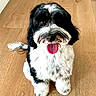 dog, black_and_white, fluffy, tongue_out, happy, playful, wooden_floor, pet, animal, cute, sitting, indoor, fur, canine, companion, domestic_animal, friendly, looking_up, close_up, adorable