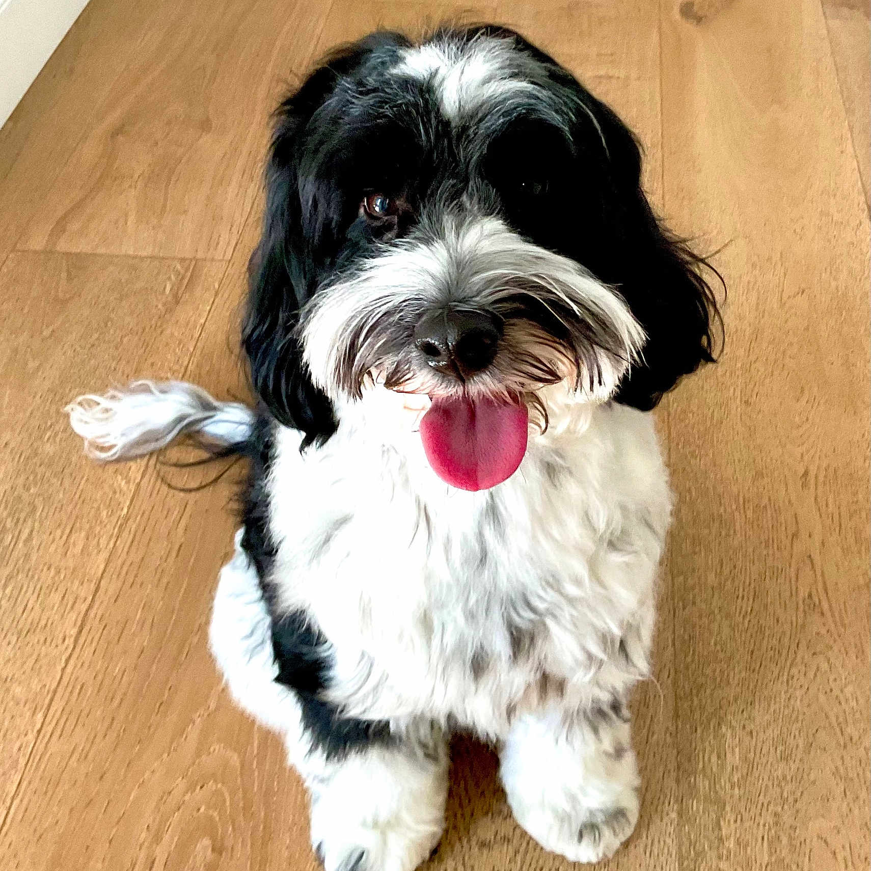 Finn