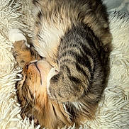 Levi joined the competition — help win amazing prizes! cat, tabby, sleeping, fur, cozy, shaggy_rug, pet, animal, cute, resting, whiskers, soft_texture, domestic_cat, closeup, feline, indoor, relaxed, nap, warm, adorable