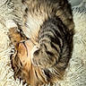 cat, tabby, sleeping, fur, cozy, shaggy_rug, pet, animal, cute, resting, whiskers, soft_texture, domestic_cat, closeup, feline, indoor, relaxed, nap, warm, adorable