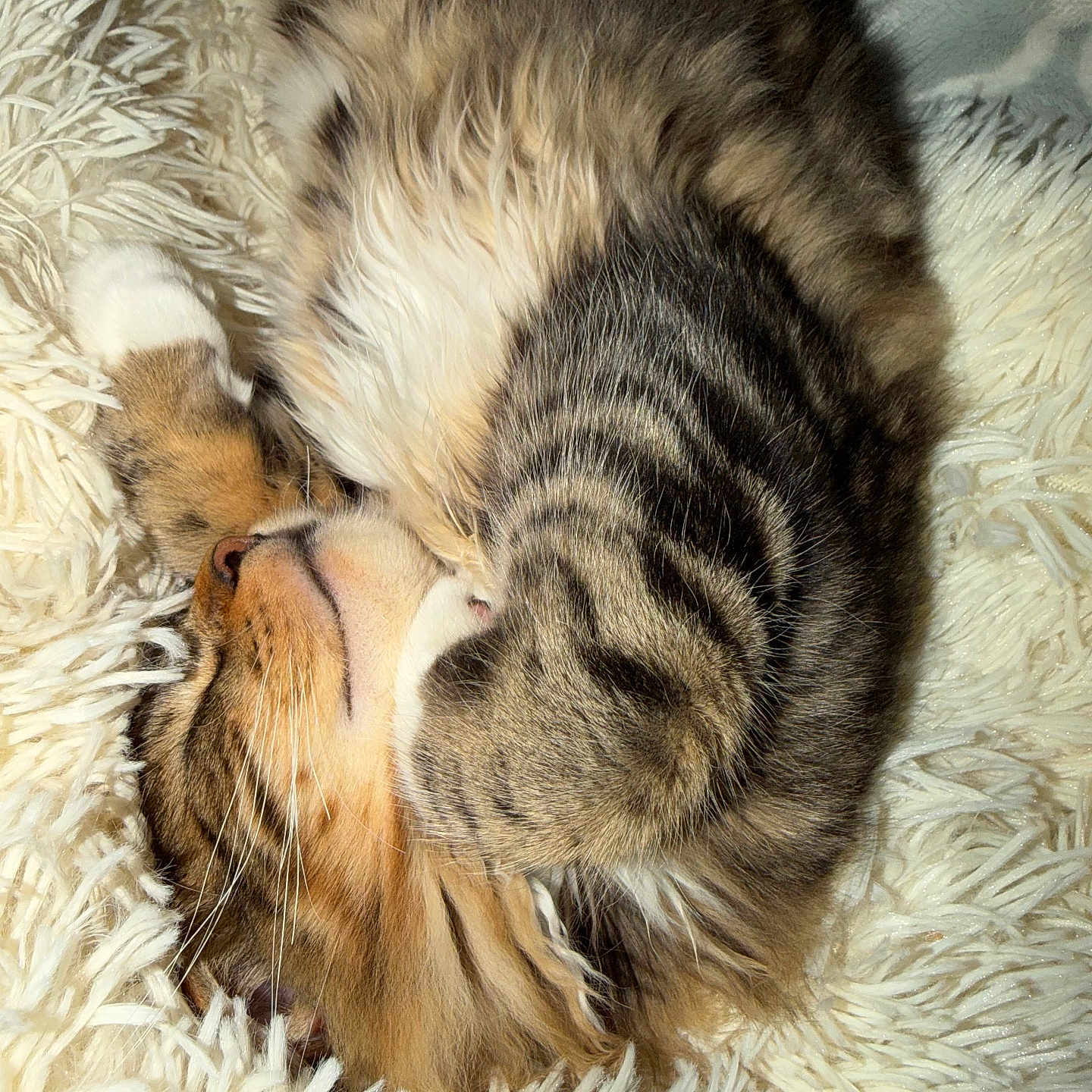 Levi joined the competition — help win amazing prizes! cat, tabby, sleeping, fur, cozy, shaggy_rug, pet, animal, cute, resting, whiskers, soft_texture, domestic_cat, closeup, feline, indoor, relaxed, nap, warm, adorable