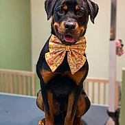 Blake joined the competition — help win amazing prizes! animal, black_and_tan, bow_tie, canine, cute, dog, domestic_animal, ears, face, friendly, happy, indoor, paw, pet, portrait, rottweiler, sitting, smiling, table, tongue
