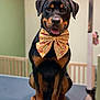 animal, black_and_tan, bow_tie, canine, cute, dog, domestic_animal, ears, face, friendly, happy, indoor, paw, pet, portrait, rottweiler, sitting, smiling, table, tongue