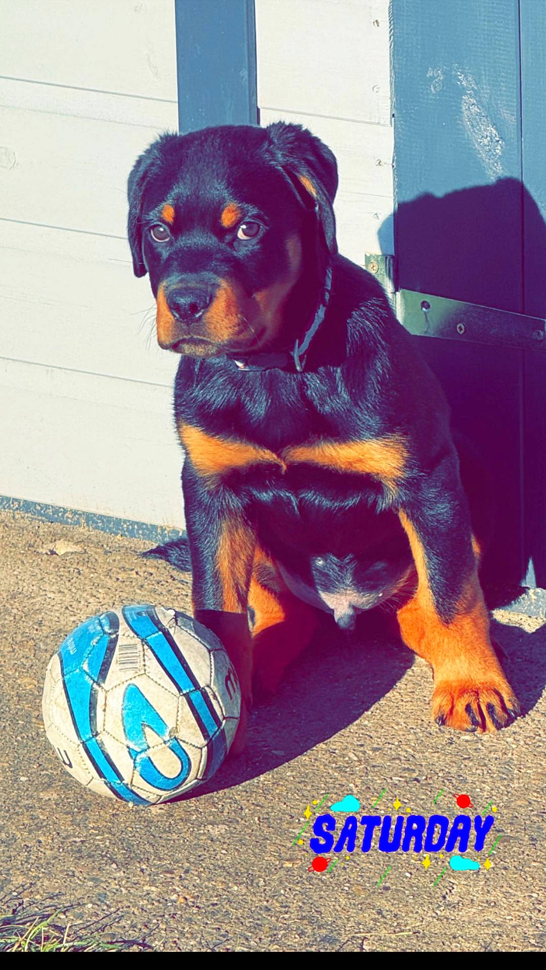 Blake is registered to the contest to win money with this photo: animal, ball, canine, clothing, dog, face, football, head, hound, person, pet, photography, portrait, puppy, soccer, soccerball, sphere, sport, tennis, tennisball