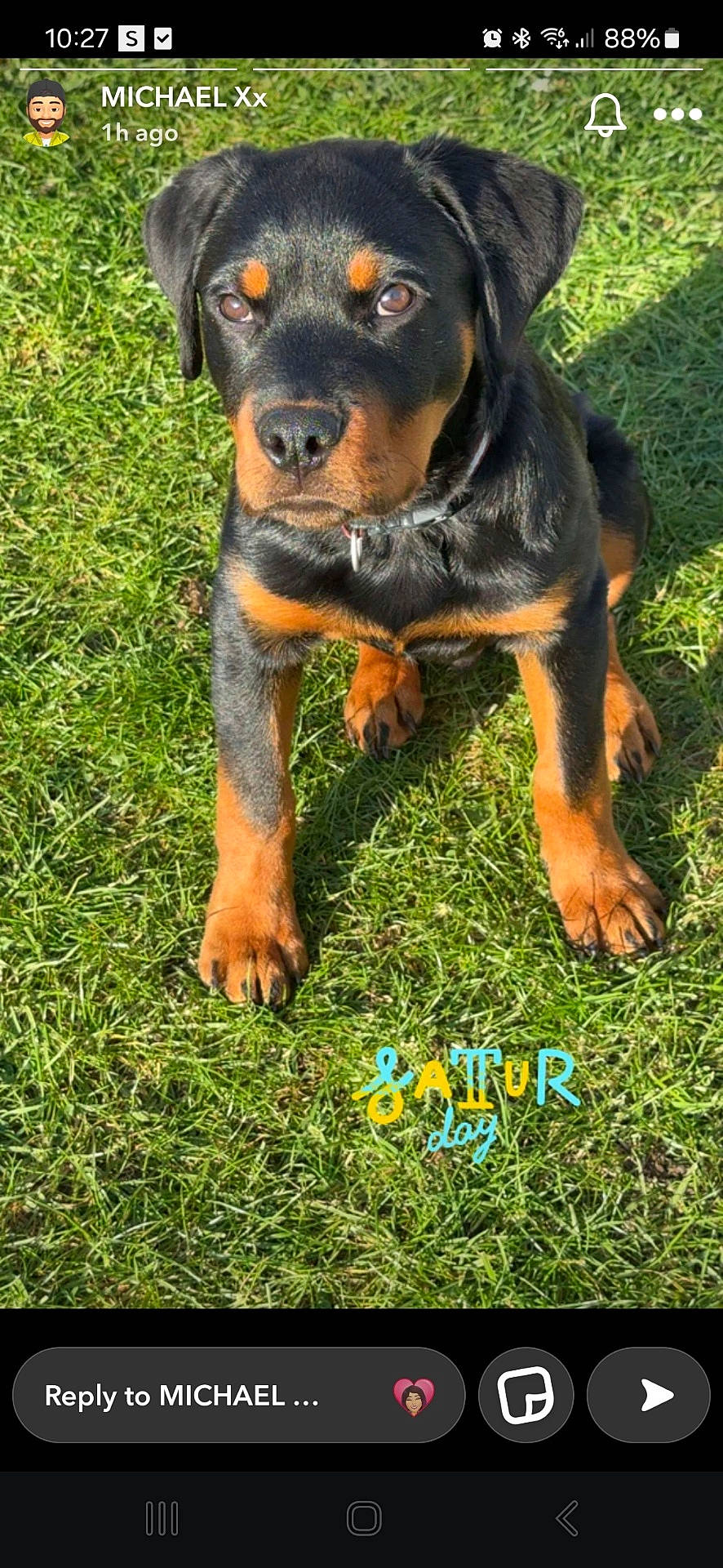 Blake is registered to the contest to win money with this photo: animal, appenzeller, backyard, ball, boxer, bulldog, canine, dog, electronics, grass, hound, labradorretriever, person, pet, plant, puppy, snout, sport, tennis, tennisball