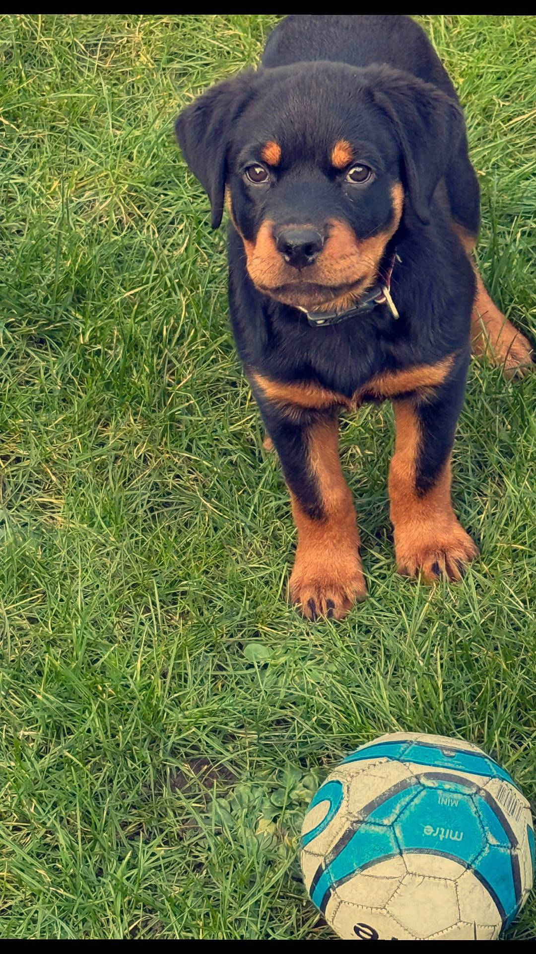Blake is registered to the contest to win money with this photo: animal, ball, canine, dog, face, football, grass, head, person, pet, photography, plant, portrait, puppy, soccer, soccerball, sphere, sport, tennis, tennisball
