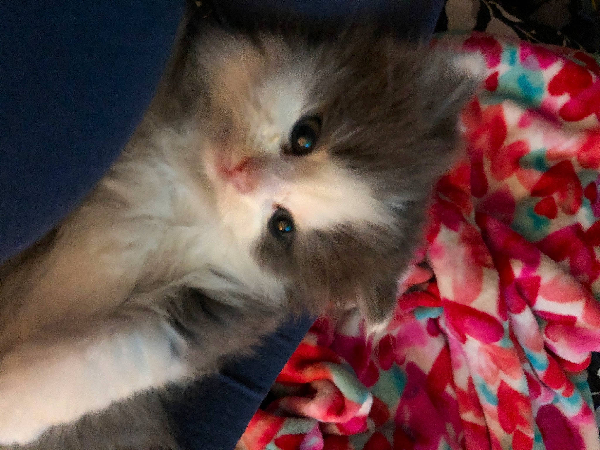 Theodore is registered to the contest to win money with this photo: asian_semi_longhair, british_longhair, british_semi_longhair, carnivore, cat, domestic_long_haired_cat, eye, fawn, felidae, fur, kitten, mammal, napoleon_cat, norwegian_forest_cat, persian, ragamuffin, ragdoll, small_to_medium_sized_cats, whiskers