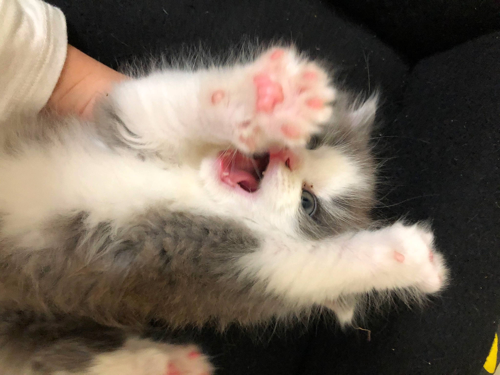 Theodore joined the competition — help win amazing prizes! carnivore, cat, claw, domestic_long_haired_cat, ear, felidae, fur, kitten, mammal, norwegian_forest_cat, paw, persian, polydactyl_cat, ragamuffin, small_to_medium_sized_cats, tail, turkish_angora, whiskers