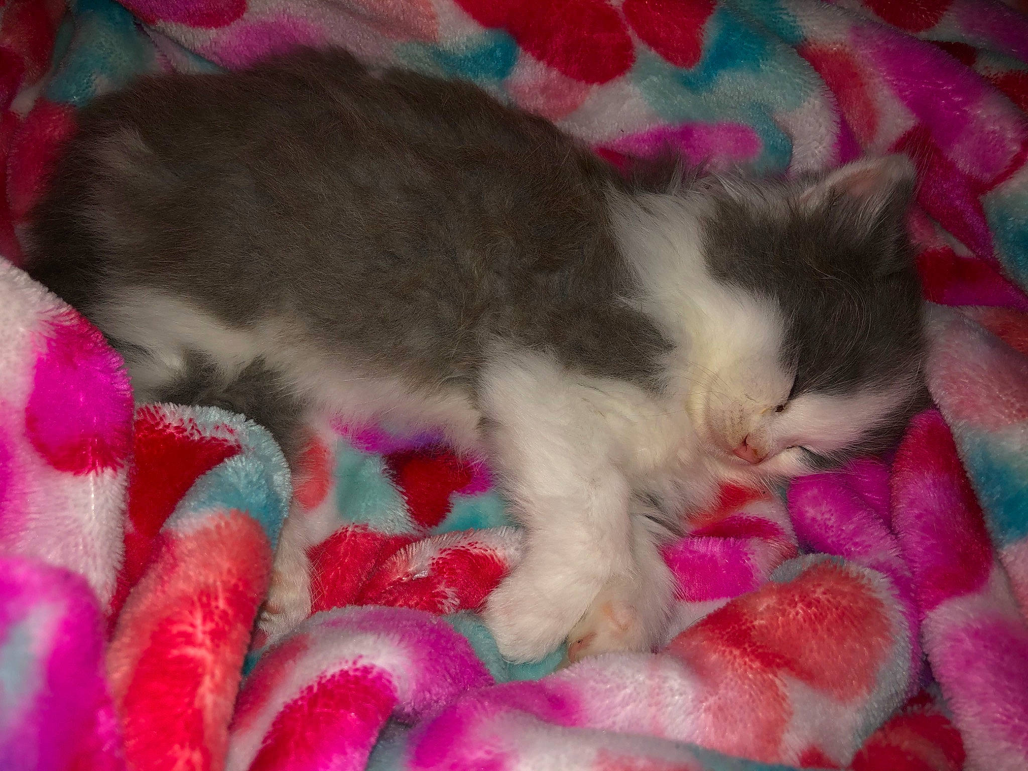 Theodore is registered to the contest to win money with this photo: asian, carnivore, cat, domestic_short_haired_cat, european_shorthair, fawn, felidae, fur, kitten, mammal, nap, norwegian_forest_cat, pink, polydactyl_cat, ragamuffin, small_to_medium_sized_cats, tail, whiskers