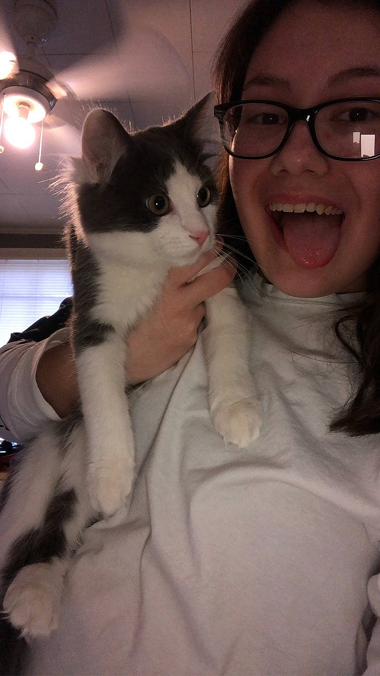 Theodore joined the competition — help win amazing prizes! american_wirehair, asian, black_hair, carnivore, cat, cheek, domestic_short_haired_cat, ear, eye, felidae, fur, gesture, kitten, nose, polydactyl_cat, selfie, small_to_medium_sized_cats, whiskers