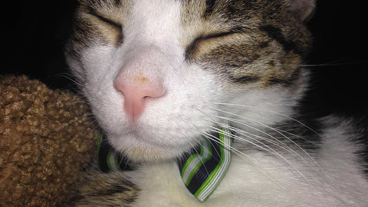 Lumiere is registered to the contest to win money with this photo: aegean_cat, american_wirehair, carnivore, cat, close_up, domestic_short_haired_cat, european_shorthair, eye, felidae, fur, grass, nose, plant, small_to_medium_sized_cats, snout, tabby_cat, whiskers