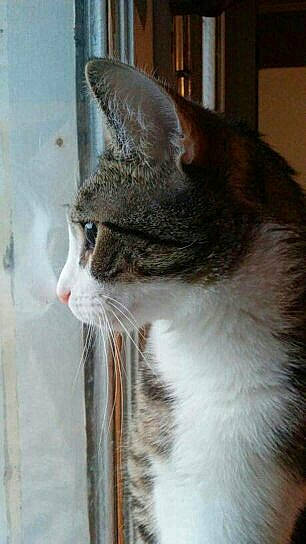 Lumiere is registered to the contest to win money with this photo: aegean_cat, american_wirehair, asian, carnivore, cat, domestic_short_haired_cat, ear, european_shorthair, felidae, fur, polydactyl_cat, small_to_medium_sized_cats, snout, tabby_cat, whiskers, window