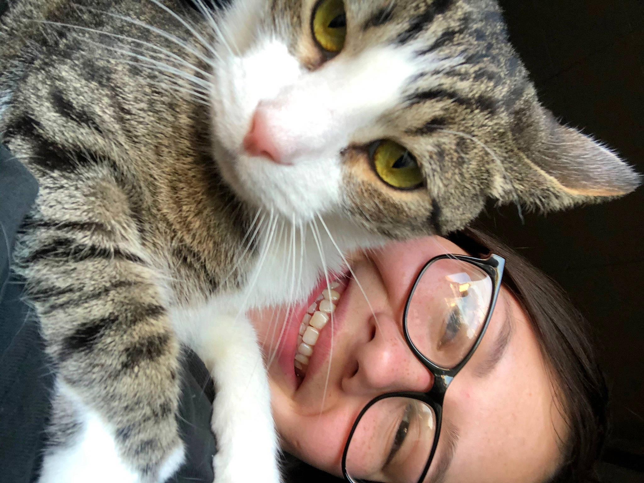 Lumiere joined the competition — help win amazing prizes! aegean_cat, american_shorthair, american_wirehair, asian, carnivore, cat, domestic_short_haired_cat, dragon_li, european_shorthair, felidae, fur, kitten, nose, paw, pixie_bob, polydactyl_cat, small_to_medium_sized_cats, snout, tabby_cat, whiskers