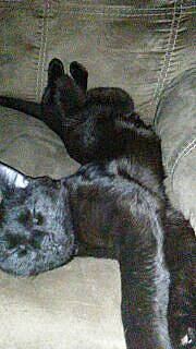 Jynx joined the competition — help win amazing prizes! british_shorthair, canidae, carnivore, cat, dog_breed, felidae, kitten, puppy, russian_blue, small_to_medium_sized_cats, tail