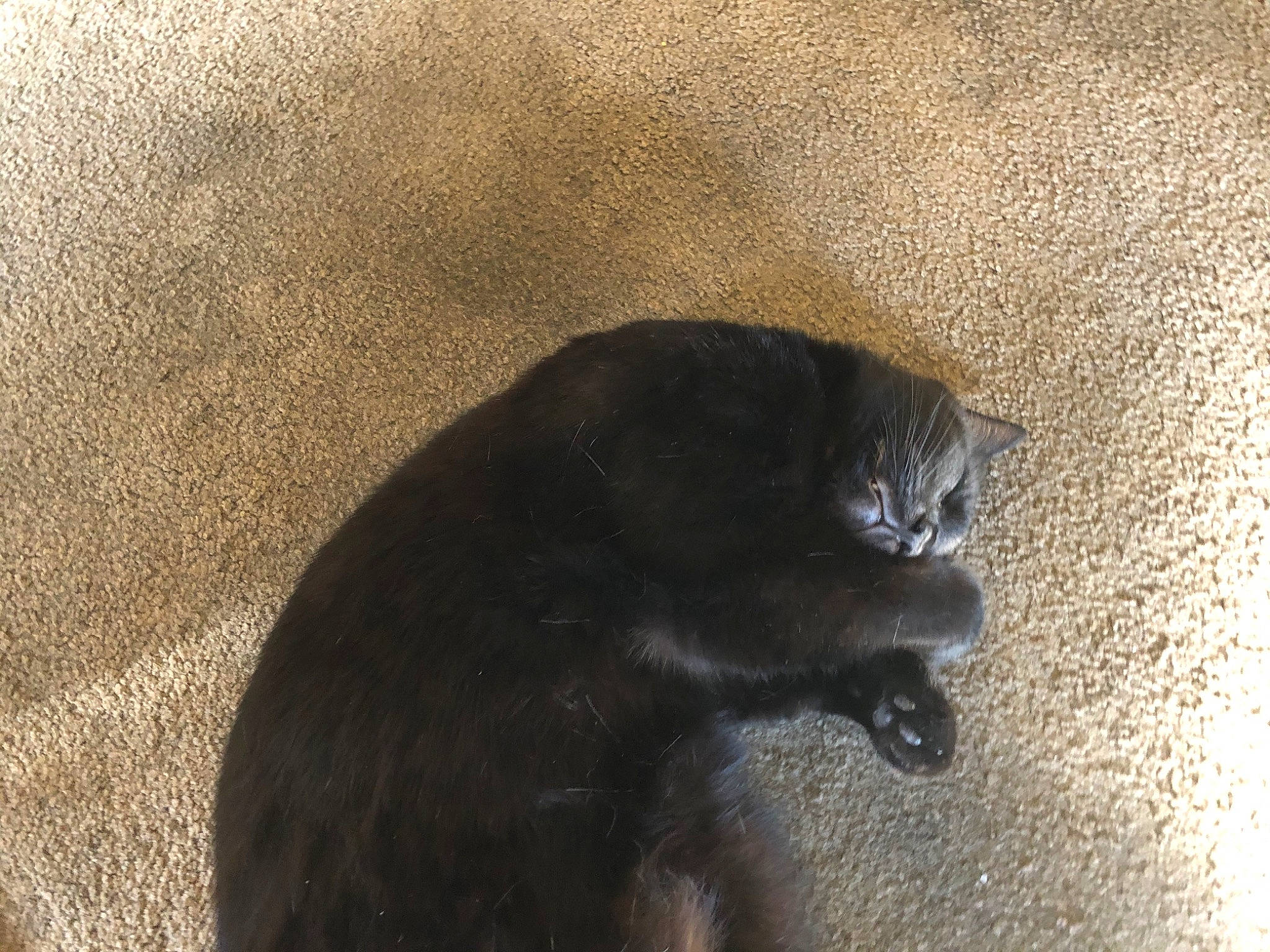 Jynx joined the competition — help win amazing prizes! black, black_cat, bombay, carnivore, cat, felidae, small_to_medium_sized_cats, snout, tail, whiskers