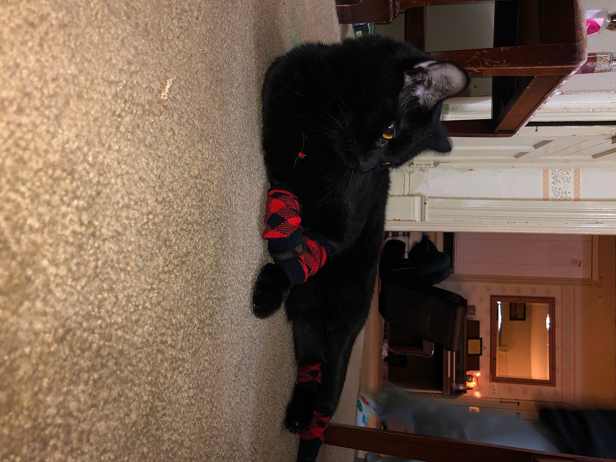 Jynx joined the competition — help win amazing prizes! black_cat, cat, fur, tail