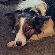 Youp participe au concours pour gagner de l'argent avec cette photo : dog, pet, animal, lying_down, carpet, tongue_out, close_up, fur, black, white, brown, ears, cute, relaxed, indoor, mammal, canine, face, paw, expression