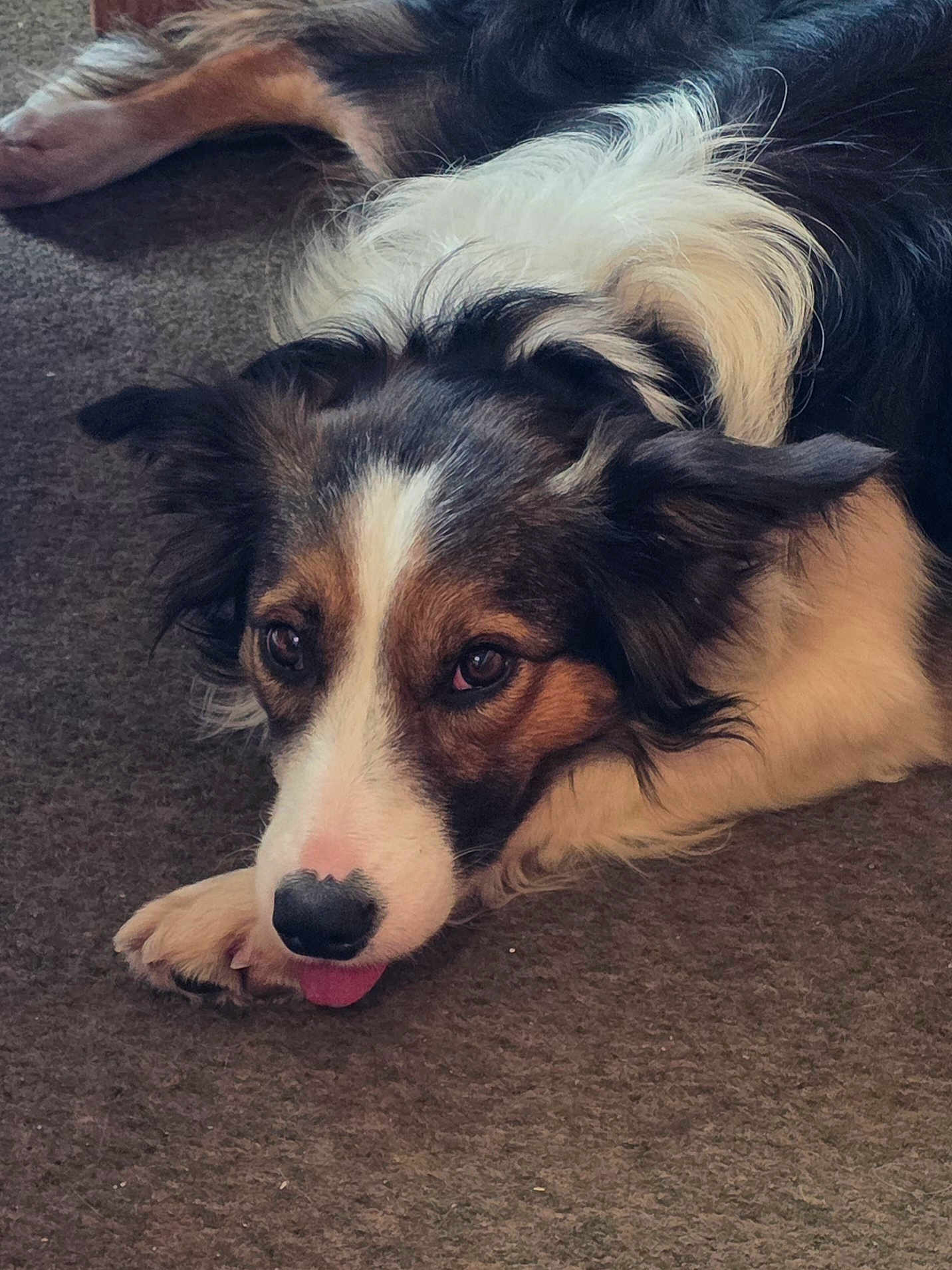 Youp participe au concours pour gagner de l'argent avec cette photo : dog, pet, animal, lying_down, carpet, tongue_out, close_up, fur, black, white, brown, ears, cute, relaxed, indoor, mammal, canine, face, paw, expression