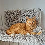 cat, orange_tabby, blue_eyes, fluffy_blanket, radiator, indoor, pet, relaxed, feline, fur, resting, cozy, comfortable, household, texture, animal, domestic, cute, portrait, mammal