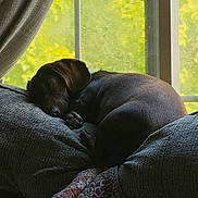 Hershey joined the competition — help win amazing prizes! dog, sleeping, chocolate_lab, brown_fur, pet, indoor, armchair, couch, window, curtains, sunlight, greenery, cozy, relaxing,  curled_up, paws, quilt, home, resting, portrait