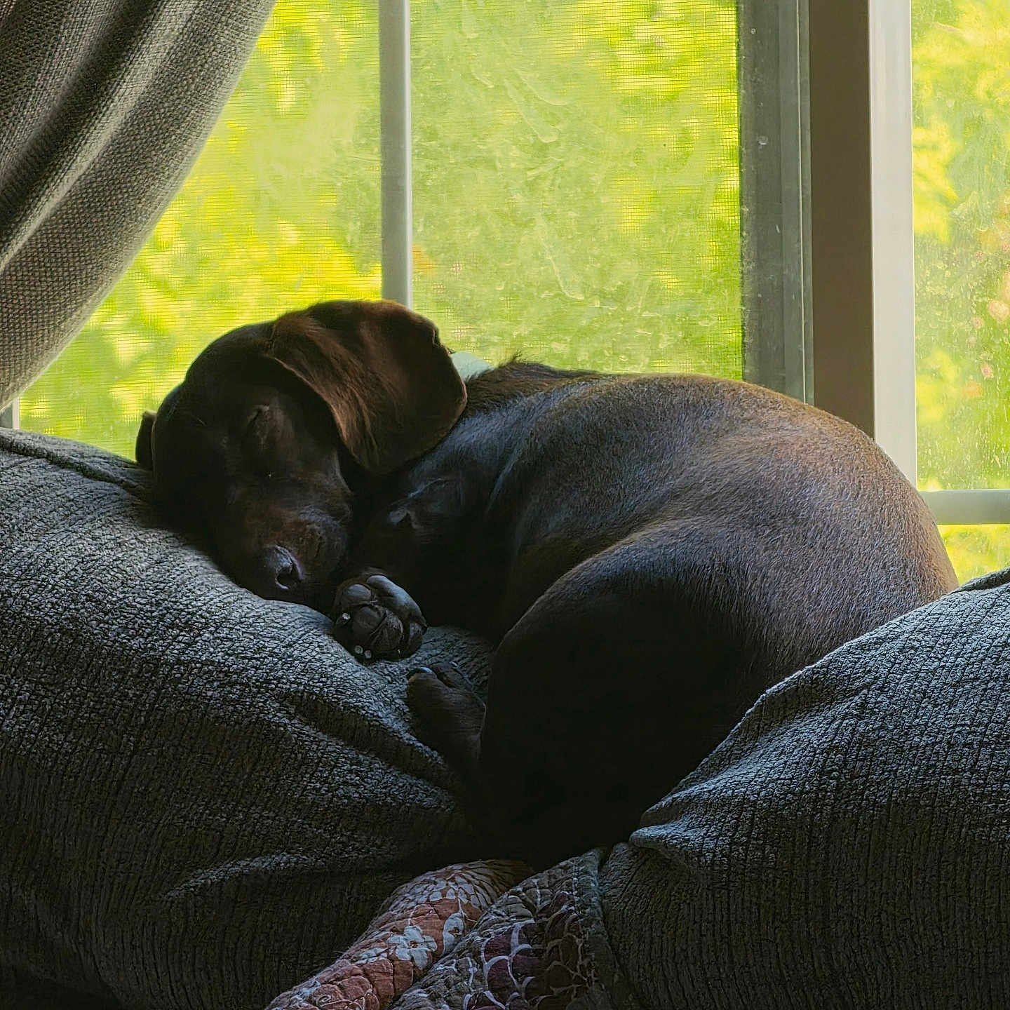 Hershey joined the competition — help win amazing prizes! dog, sleeping, chocolate_lab, brown_fur, pet, indoor, armchair, couch, window, curtains, sunlight, greenery, cozy, relaxing,  curled_up, paws, quilt, home, resting, portrait