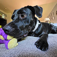 Amaya joined the competition — help win amazing prizes! dog, black_dog, pet, canine, lying_down, resting, sleepy, toy, plush_toy, purple_toy, bed, blanket, paw, collar, indoor, living_room, bookshelf, books, houseplant, wall_clock