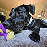 dog, black_dog, pet, canine, lying_down, resting, sleepy, toy, plush_toy, purple_toy, bed, blanket, paw, collar, indoor, living_room, bookshelf, books, houseplant, wall_clock