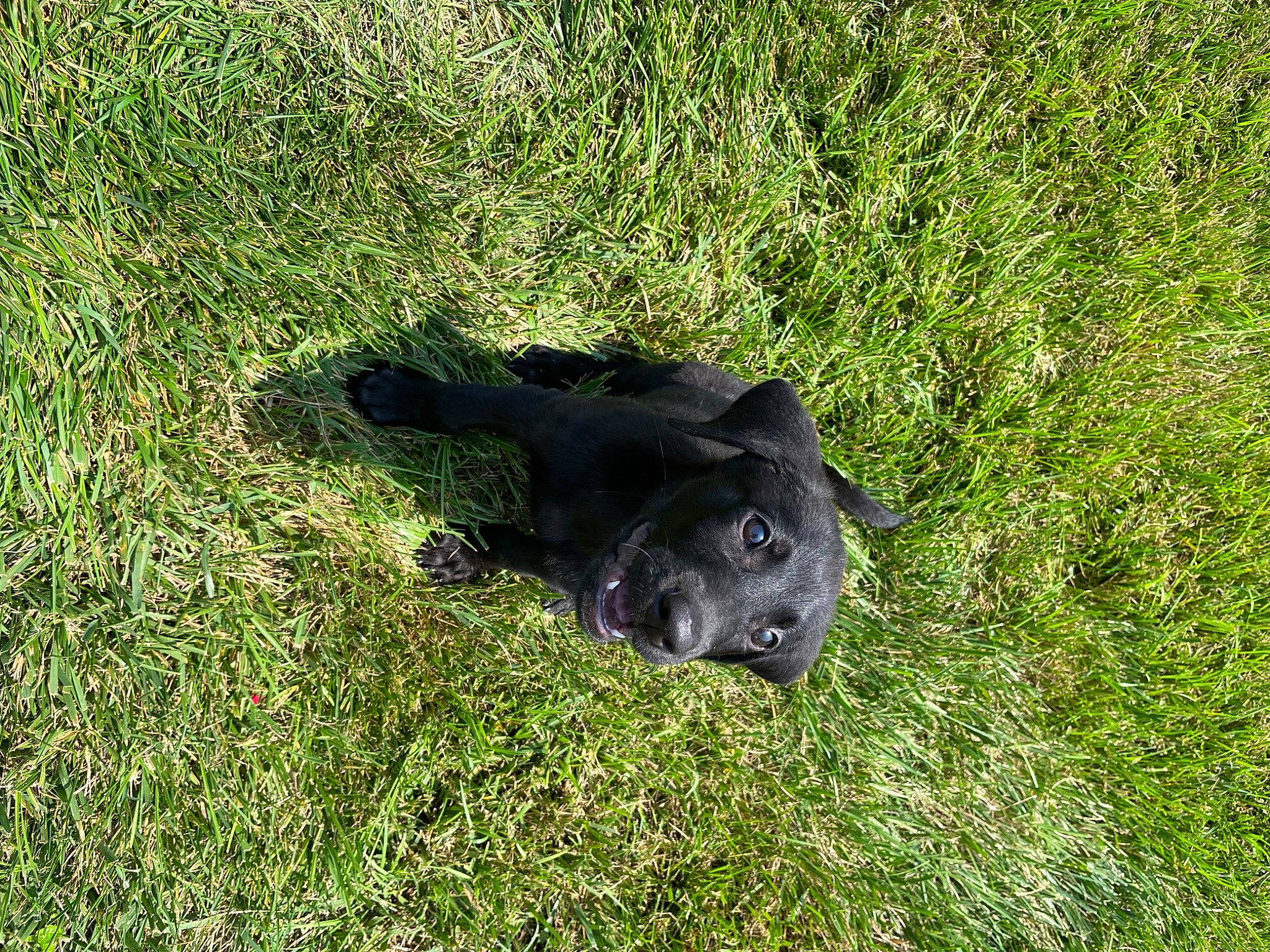 Tanger is registered to the contest to win money with this photo: borador, canidae, carnivore, companion_dog, dog, dog_breed, fawn, grass, grassland, groundcover, hunting_dog, non_sporting_group, pasture, plant, puppy, snout, soil, sporting_group, terrestrial_animal, working_animal